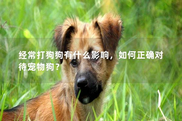 經常打狗狗有什么影響，如何正確對待寵物狗？