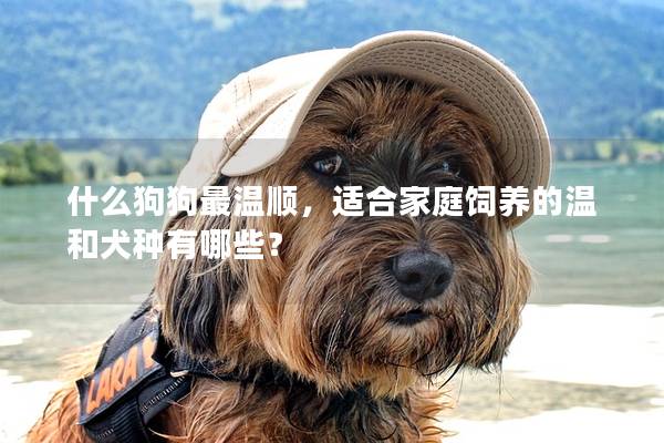 什么狗狗最溫順，適合家庭飼養的溫和犬種有哪些？