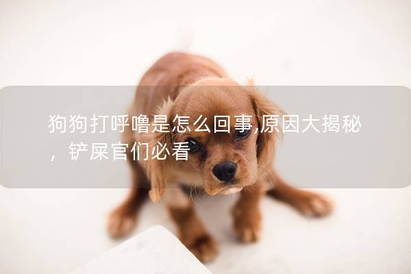 狗狗打呼嚕是怎么回事,原因大揭秘，鏟屎官們必看