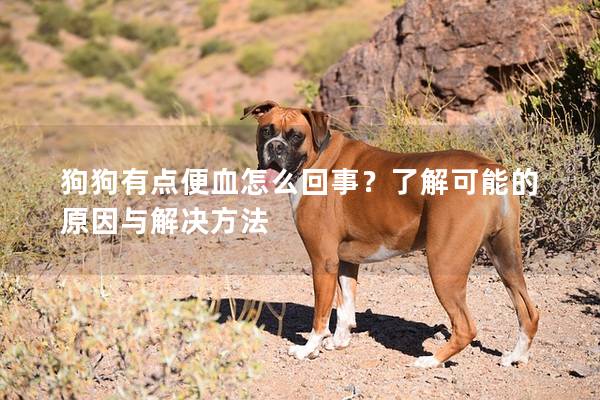 狗狗有點便血怎么回事？了解可能的原因與解決方法