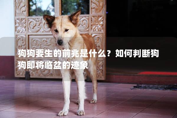 狗狗要生的前兆是什么？如何判斷狗狗即將臨盆的跡象