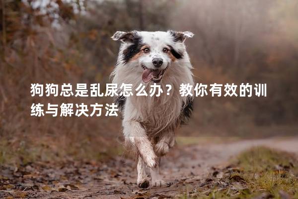 狗狗總是亂尿怎么辦？教你有效的訓練與解決方法