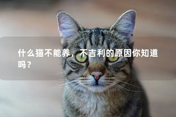 什么貓不能養，不吉利的原因你知道嗎？
