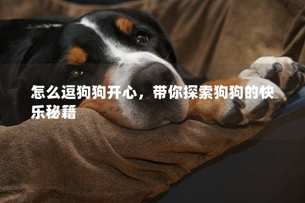 怎么逗狗狗開心，帶你探索狗狗的快樂秘籍
