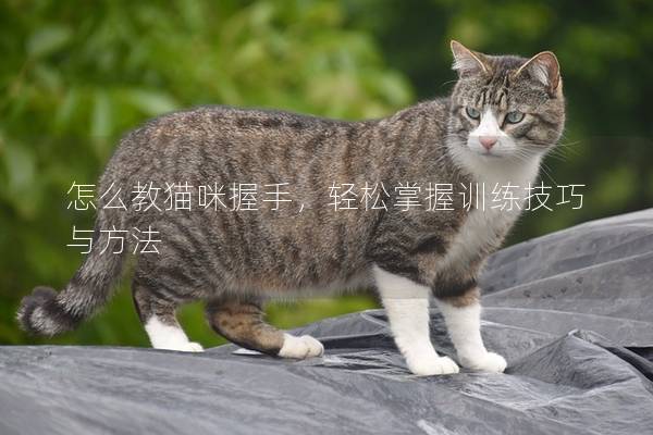 怎么教貓咪握手，輕松掌握訓練技巧與方法