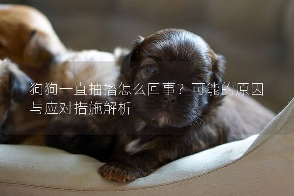 狗狗一直抽搐怎么回事？可能的原因與應對措施解析