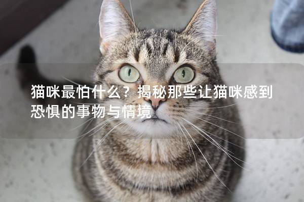 貓咪最怕什么?揭秘那些讓貓咪感到恐懼的事物與情境 貓咪最怕什么?揭秘那些讓貓咪感到恐懼的事物與情境