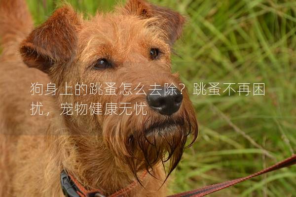 狗身上的跳蚤怎么去除？跳蚤不再困擾，寵物健康無憂