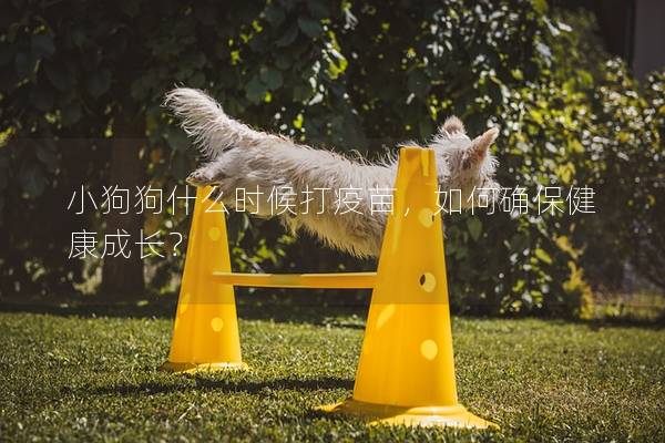 小狗狗什么時候打疫苗，如何確保健康成長？