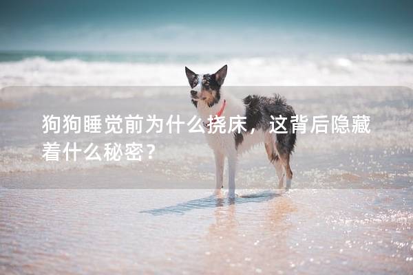 狗狗睡覺前為什么撓床，這背后隱藏著什么秘密？