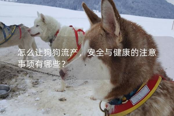 怎么讓狗狗流產(chǎn)，安全與健康的注意事項(xiàng)有哪些？