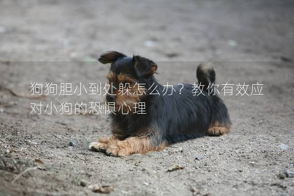 狗狗膽小到處躲怎么辦？教你有效應(yīng)對小狗的恐懼心理