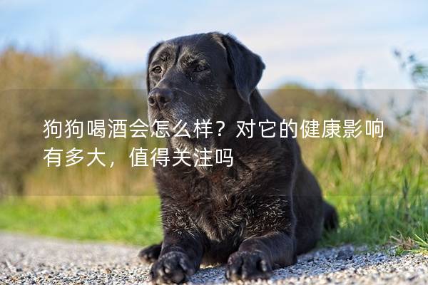 狗狗喝酒會怎么樣？對它的健康影響有多大，值得關注嗎