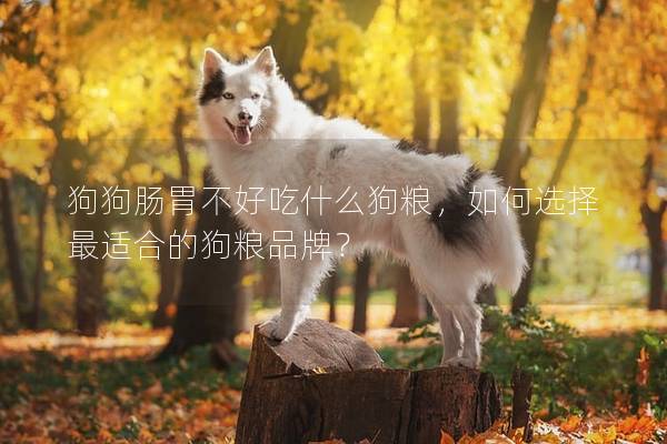 狗狗腸胃不好吃什么狗糧，如何選擇最適合的狗糧品牌？