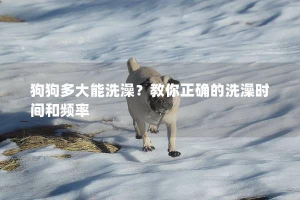 狗狗多大能洗澡？教你正確的洗澡時(shí)間和頻率