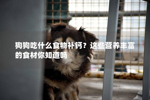 狗狗吃什么食物補鈣？這些營養豐富的食材你知道嗎