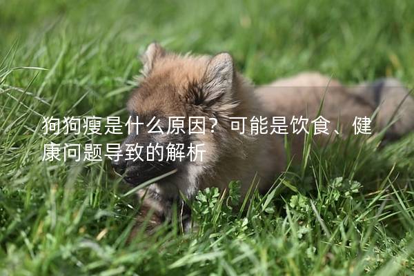 狗狗瘦是什么原因？可能是飲食、健康問題導致的解析