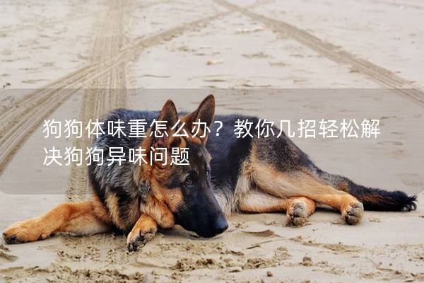 狗狗體味重怎么辦？教你幾招輕松解決狗狗異味問題