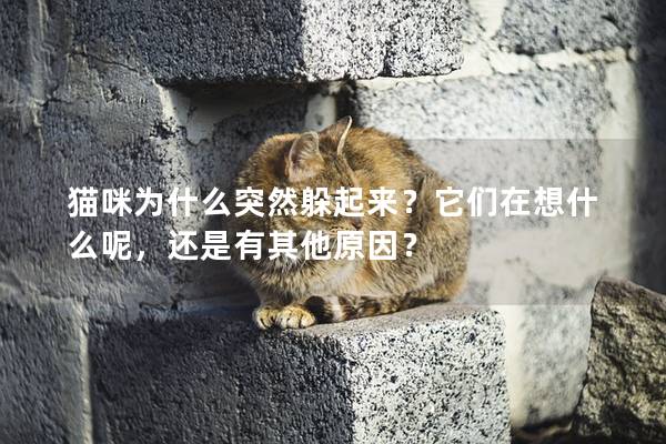 貓咪為什么突然躲起來？它們在想什么呢，還是有其他原因？