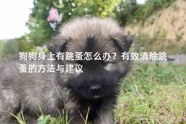 狗狗身上有跳蚤怎么辦？有效清除跳蚤的方法與建議