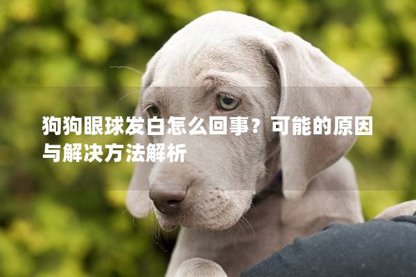 狗狗眼球發白怎么回事？可能的原因與解決方法解析