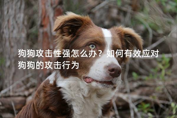 狗狗攻擊性強怎么辦？如何有效應對狗狗的攻擊行為