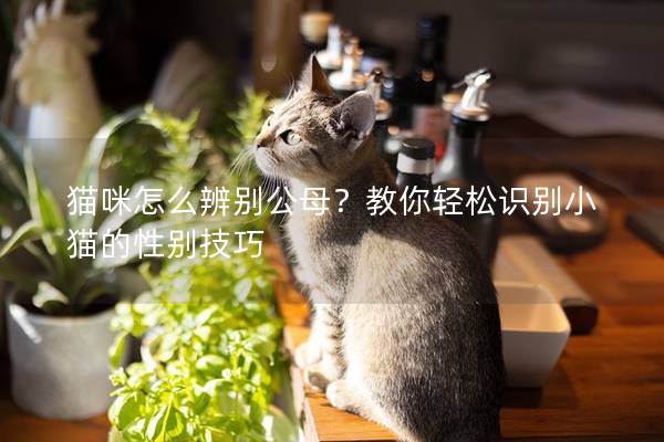 貓咪怎么辨別公母？教你輕松識別小貓的性別技巧