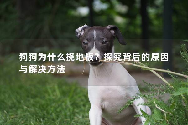 狗狗為什么撓地板？探究背后的原因與解決方法