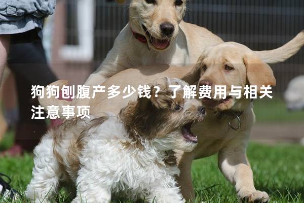 狗狗刨腹產多少錢？了解費用與相關注意事項