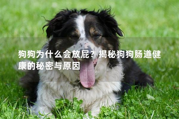 狗狗為什么會放屁？揭秘狗狗腸道健康的秘密與原因