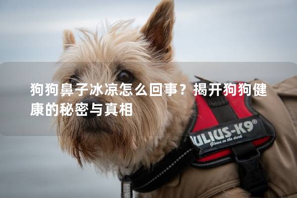 狗狗鼻子冰涼怎么回事？揭開狗狗健康的秘密與真相
