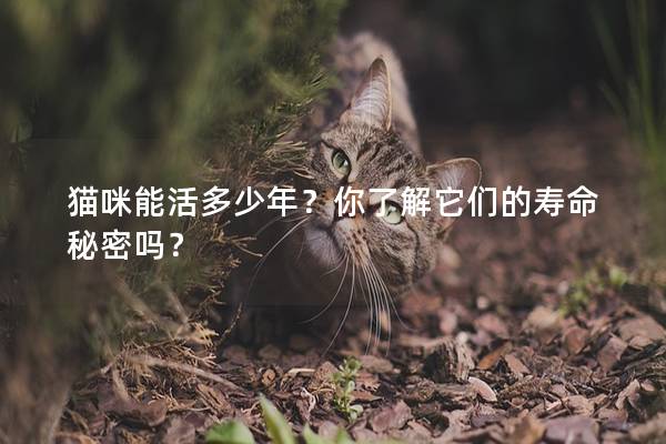 貓咪能活多少年？你了解它們的壽命秘密嗎？