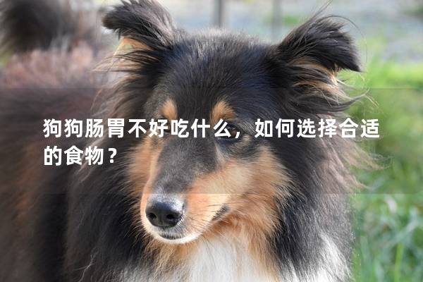 狗狗腸胃不好吃什么,如何選擇合適的食物? 狗狗腸胃不好吃什么,如何選擇合適的食物?
