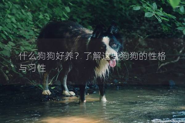 什么狗狗好養？了解這些狗狗的性格與習性
