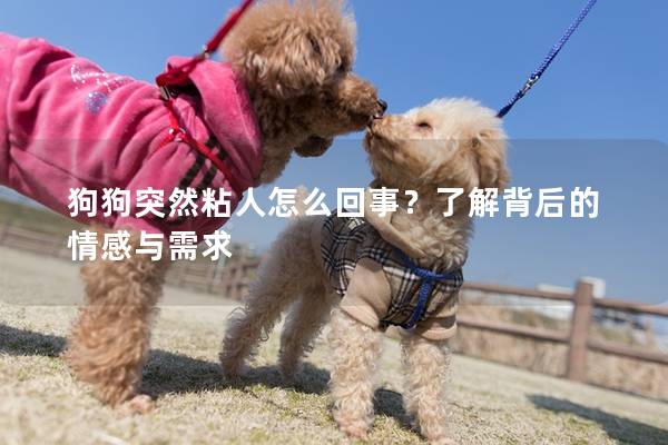 狗狗突然粘人怎么回事？了解背后的情感與需求