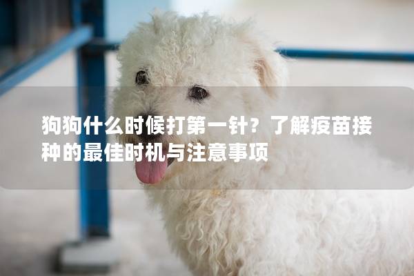 狗狗什么時候打第一針？了解疫苗接種的最佳時機與注意事項
