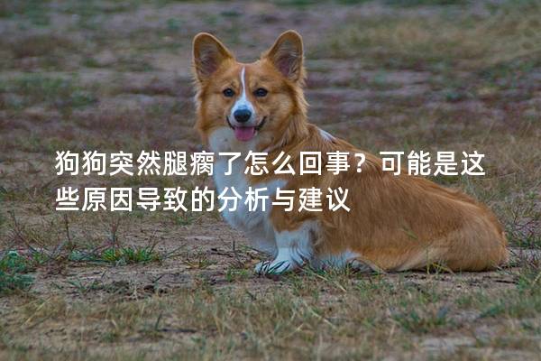 狗狗突然腿瘸了怎么回事？可能是這些原因導致的分析與建議
