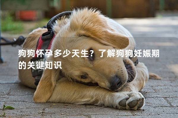 狗狗懷孕多少天生？了解狗狗妊娠期的關鍵知識