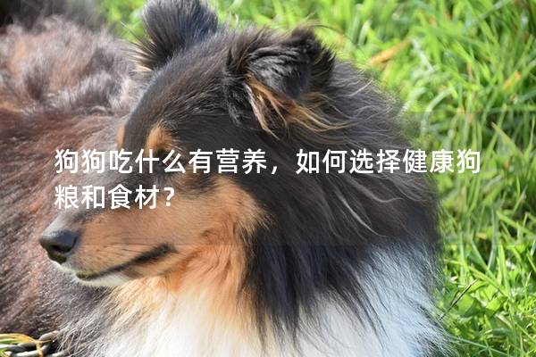 狗狗吃什么有營養，如何選擇健康狗糧和食材？