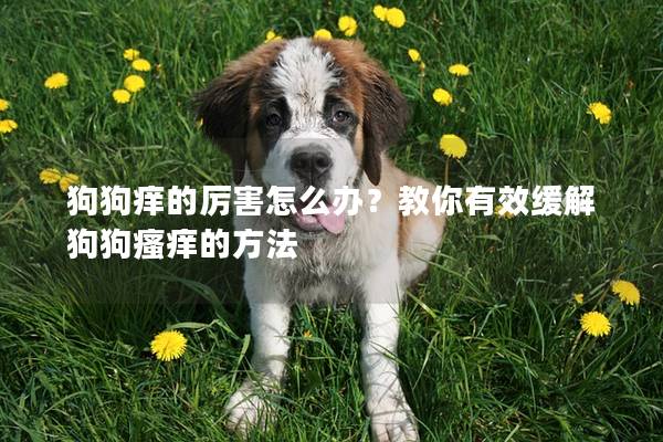 狗狗癢的厲害怎么辦？教你有效緩解狗狗瘙癢的方法