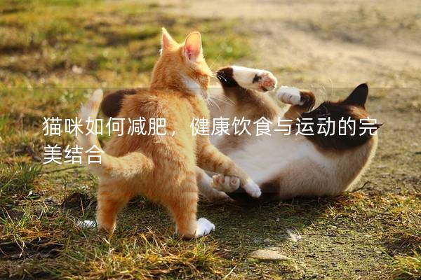 貓咪如何減肥，健康飲食與運(yùn)動(dòng)的完美結(jié)合