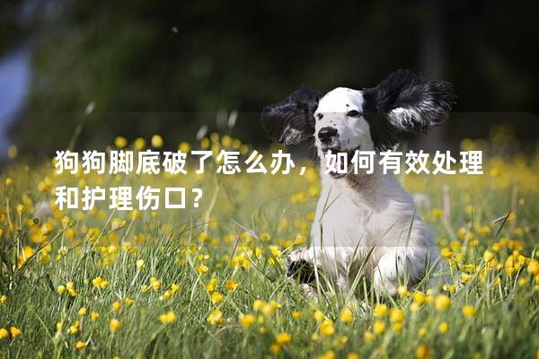 狗狗腳底破了怎么辦，如何有效處理和護理傷口？