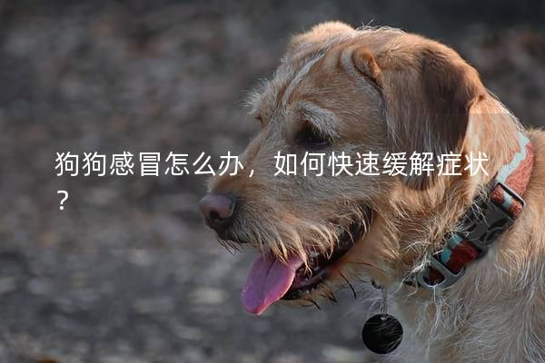 狗狗感冒怎么辦,如何快速緩解癥狀? 狗狗感冒怎么辦,如何快速緩解癥狀?