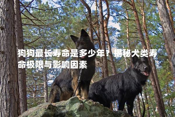 狗狗最長壽命是多少年？揭秘犬類壽命極限與影響因素