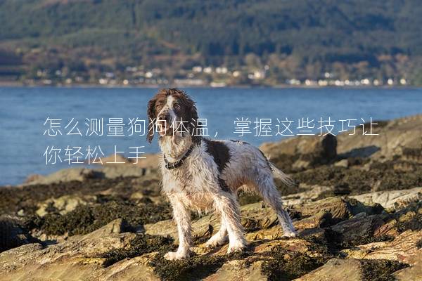 怎么測量狗狗體溫，掌握這些技巧讓你輕松上手