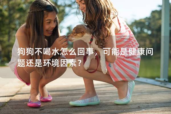 狗狗不喝水怎么回事，可能是健康問題還是環(huán)境因素？