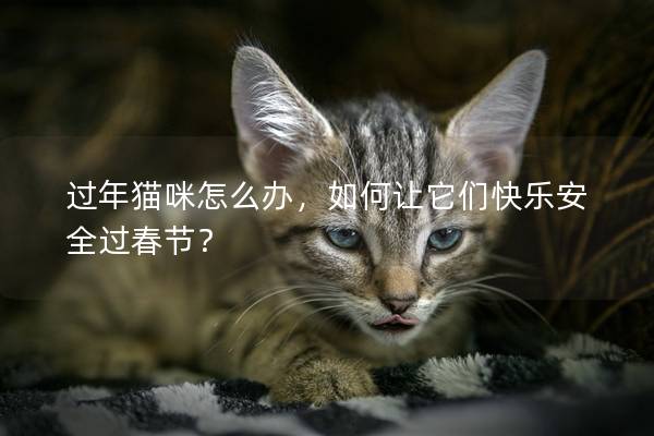 過年貓咪怎么辦，如何讓它們快樂安全過春節？