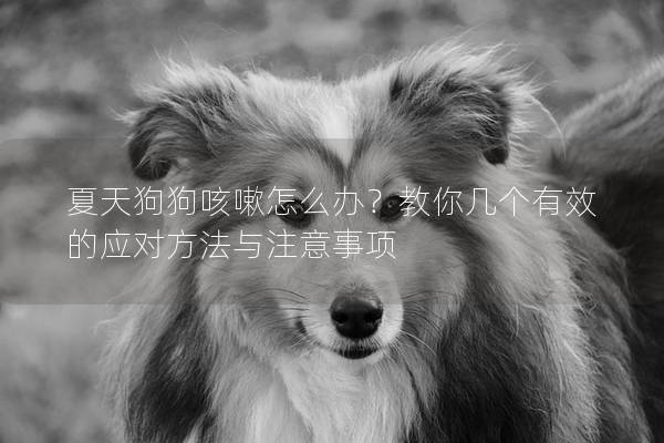 夏天狗狗咳嗽怎么辦？教你幾個有效的應對方法與注意事項