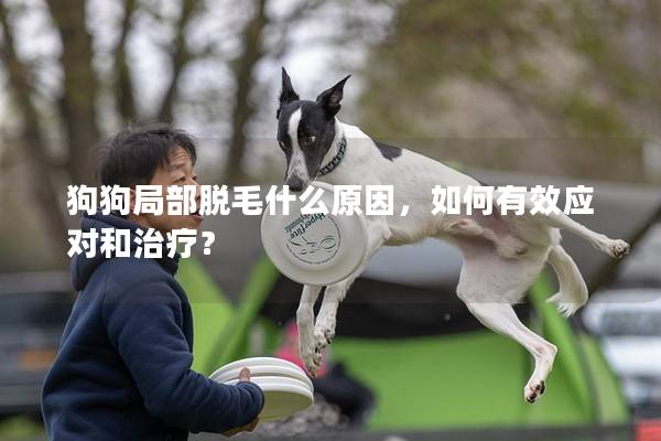狗狗局部脫毛什么原因，如何有效應對和治療？