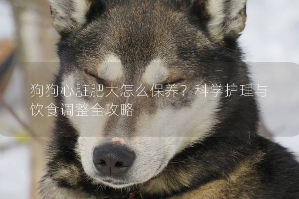 狗狗心臟肥大怎么保養？科學護理與飲食調整全攻略